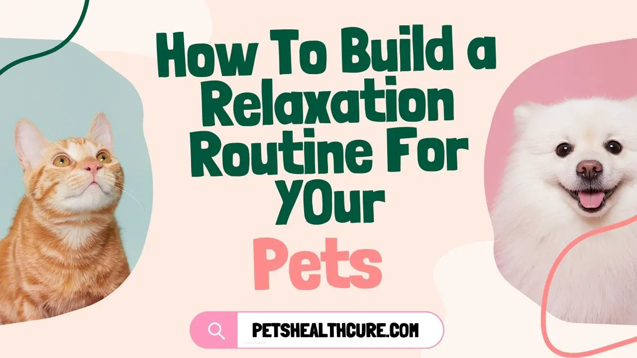 How to Build a Relaxation Routine for Your Pets