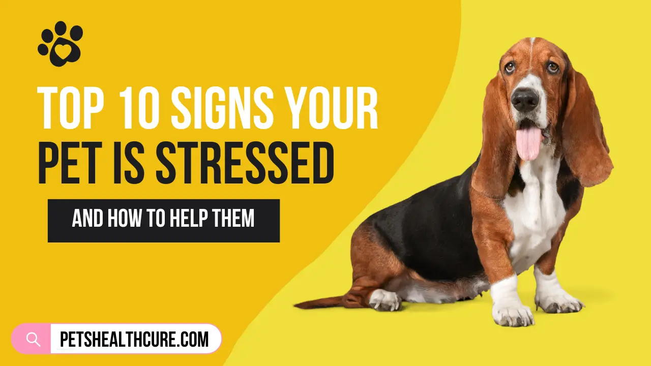 Top 10 Signs Your Pet Is Stressed and How to Help Them