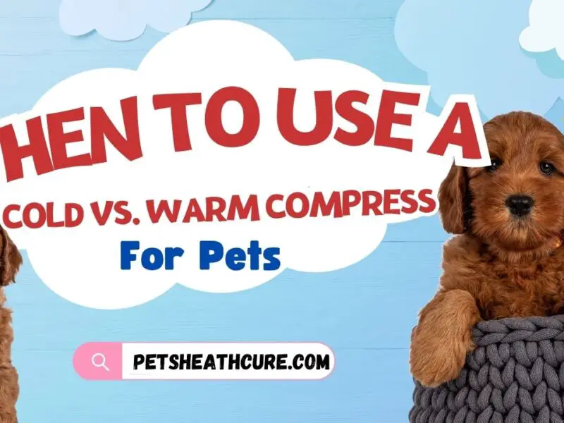 When to Use a Cold Compress vs. Warm Compress for Pets