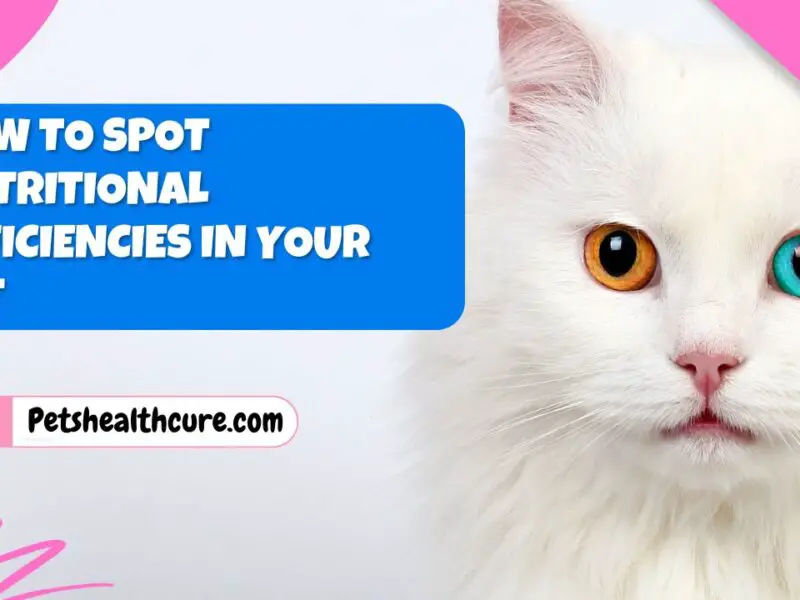 How to Spot Nutritional Deficiencies in Your Pet